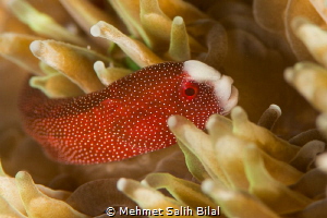 Pughead coral pipefish. by Mehmet Salih Bilal 